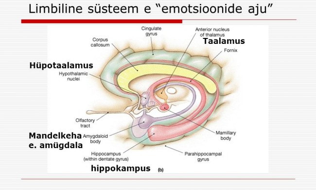 Kus_asuvad_emotsioonid